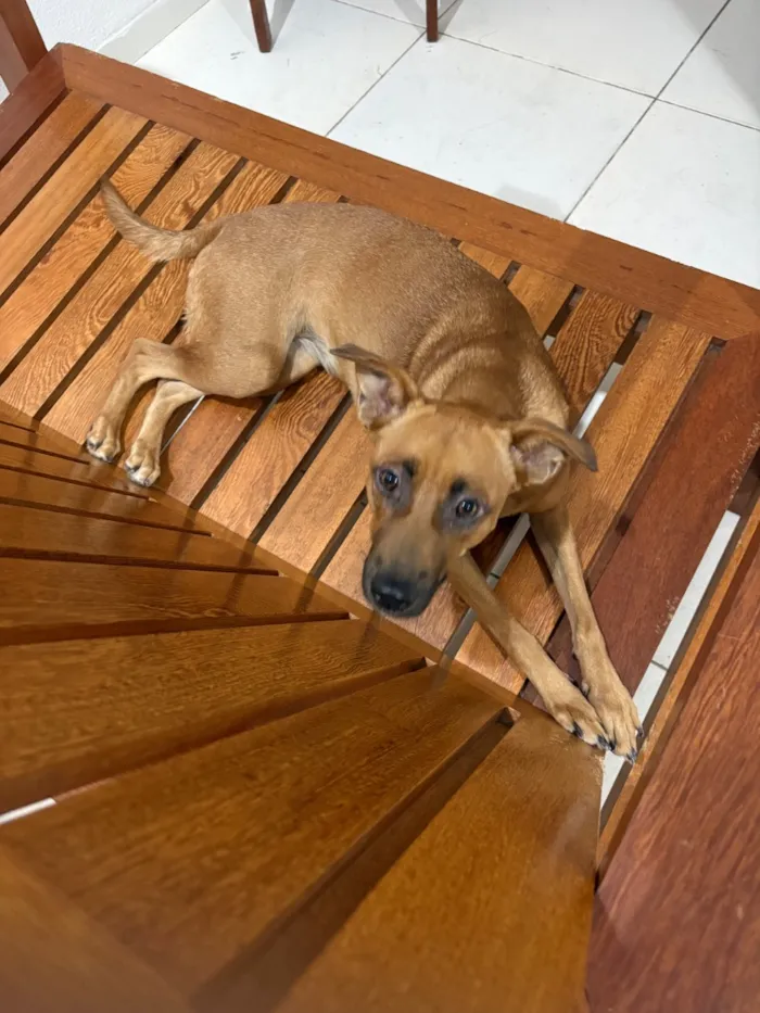 Cachorro raça SRD-ViraLata idade 1 ano nome Princesa