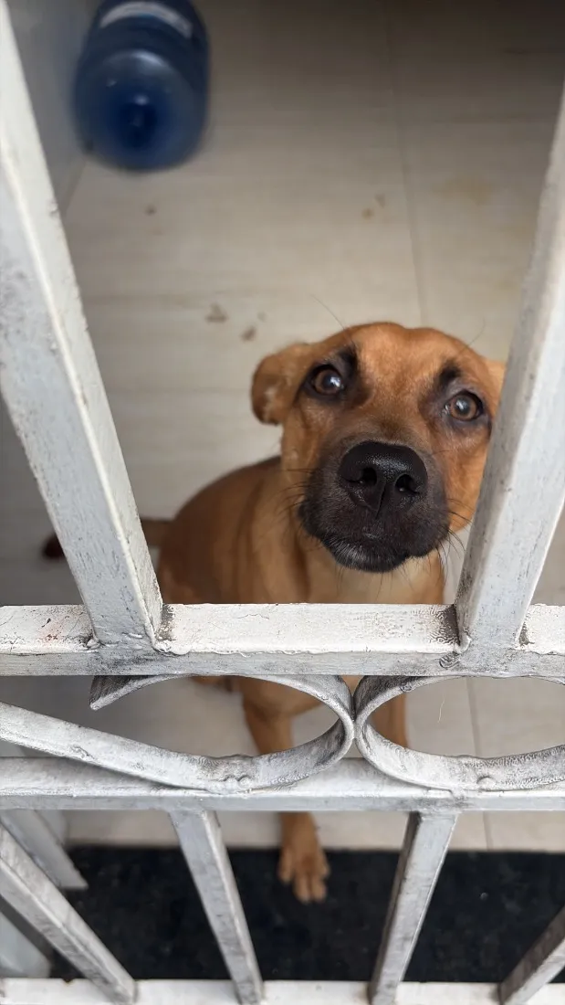 Cachorro raça SRD-ViraLata idade 1 ano nome Princesa
