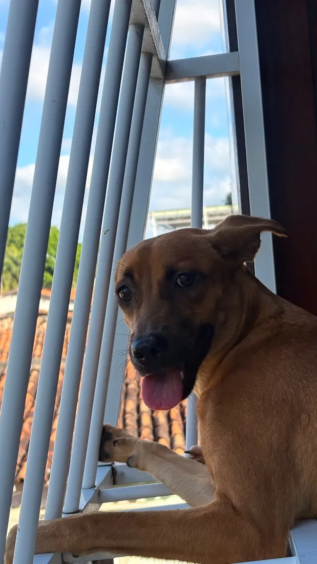 Cachorro raça SRD-ViraLata idade 1 ano nome Princesa