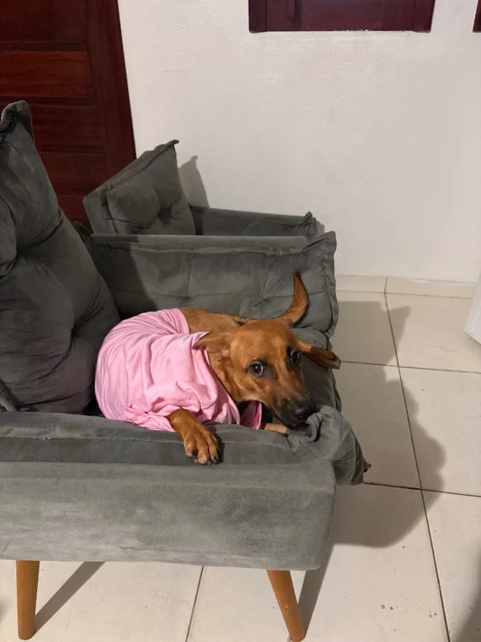 Cachorro raça SRD-ViraLata idade 1 ano nome Princesa