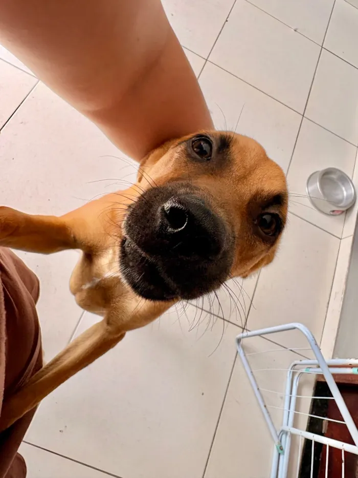 Cachorro raça SRD-ViraLata idade 1 ano nome Princesa