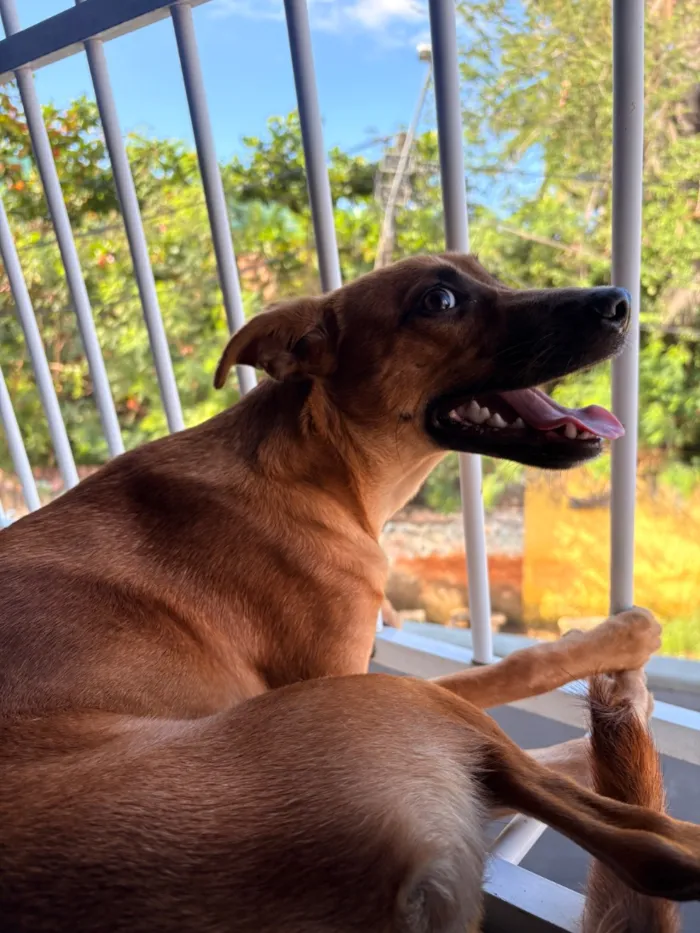 Cachorro raça SRD-ViraLata idade 1 ano nome Princesa