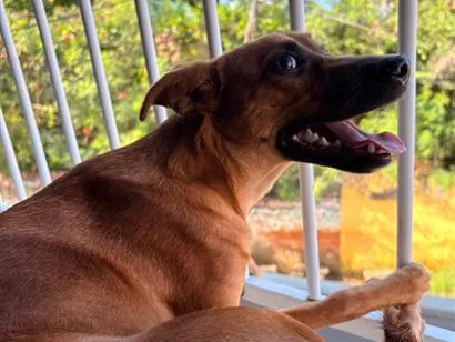 Cachorro raça SRD-ViraLata idade 1 ano nome Princesa