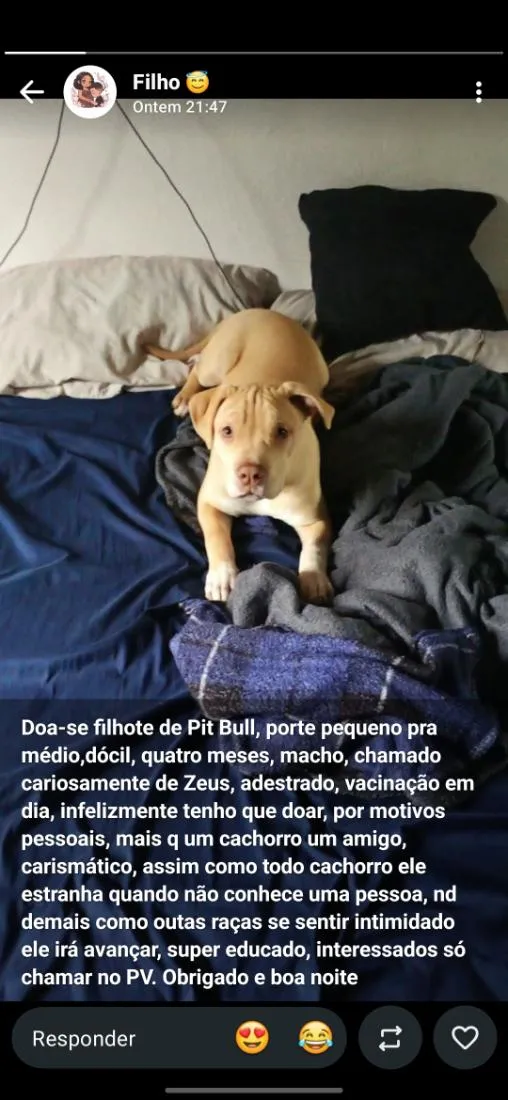 Cachorro raça SRD-ViraLata idade 2 a 6 meses nome zeus