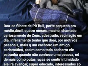 Cachorro raça SRD-ViraLata idade 2 a 6 meses nome zeus