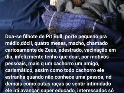 Cachorro raça SRD-ViraLata idade 2 a 6 meses nome zeus