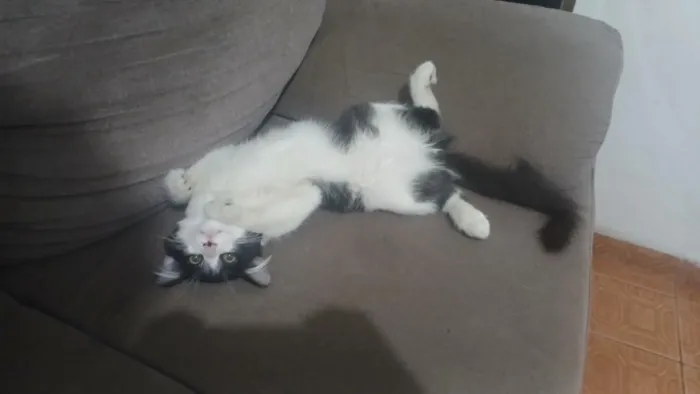 Gato raça SRD-ViraLata idade 2 a 6 meses nome Melvin