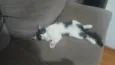 Melvin