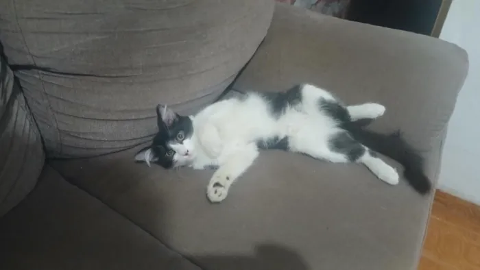 Gato raça SRD-ViraLata idade 2 a 6 meses nome Melvin