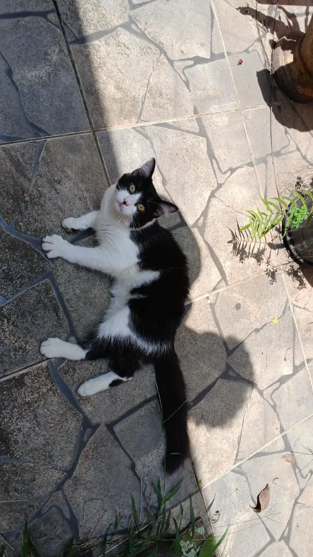 Gato raça SRD-ViraLata idade 2 a 6 meses nome Melvin