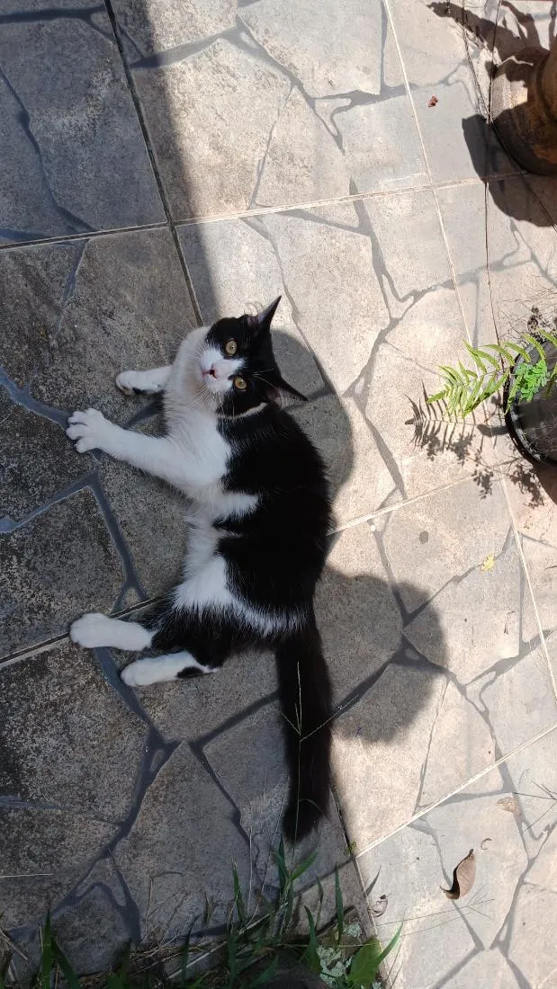 Gato raça SRD-ViraLata idade 2 a 6 meses nome Melvin