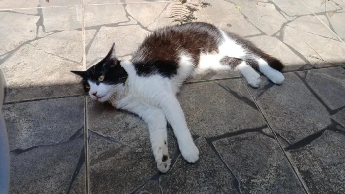 Gato raça SRD-ViraLata idade 2 a 6 meses nome Melvin
