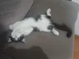 Melvin