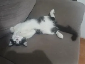 Gato raça SRD-ViraLata idade 2 a 6 meses nome Melvin