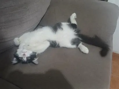 Gato raça SRD-ViraLata idade 2 a 6 meses nome Melvin