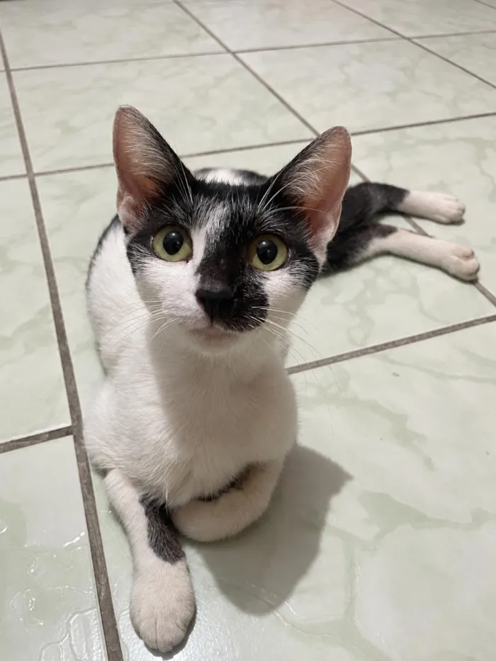 Gato raça SRD-ViraLata idade 2 a 6 meses nome Nina