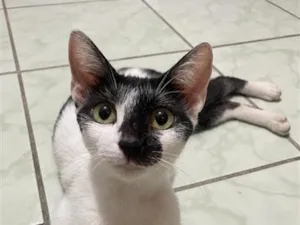 Gato raça SRD-ViraLata idade 2 a 6 meses nome Nina