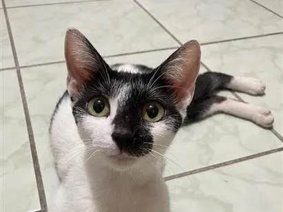 Gato raça SRD-ViraLata idade 2 a 6 meses nome Nina