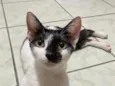 Nina