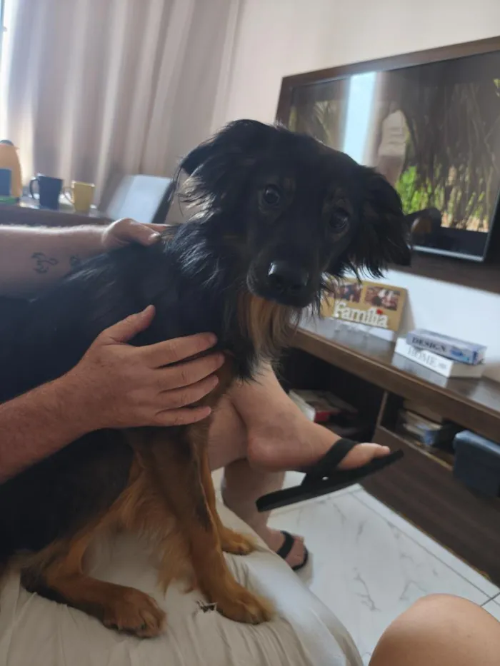 Cachorro raça SRD-ViraLata idade 1 ano nome Logan
