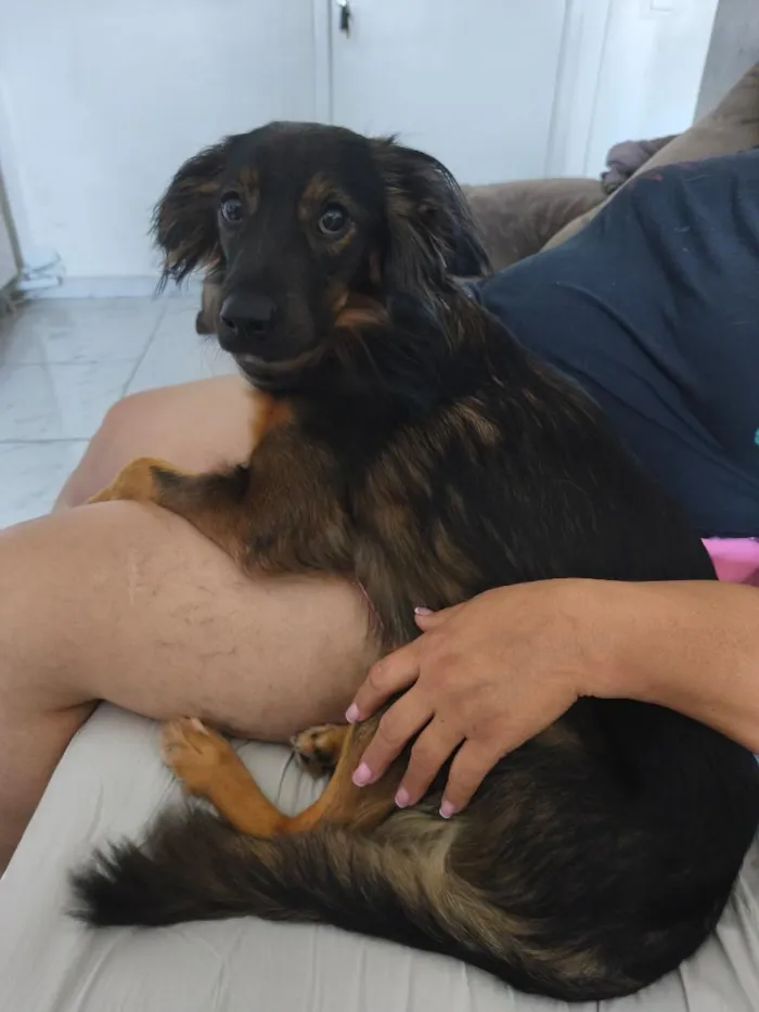 Cachorro raça SRD-ViraLata idade 1 ano nome Logan
