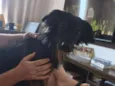 Logan