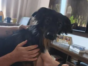 Cachorro raça SRD-ViraLata idade 1 ano nome Logan