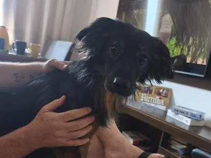 Cachorro raça SRD-ViraLata idade 1 ano nome Logan