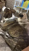 Flaco (PITBULL Amstaf) e Jorge (Pug)