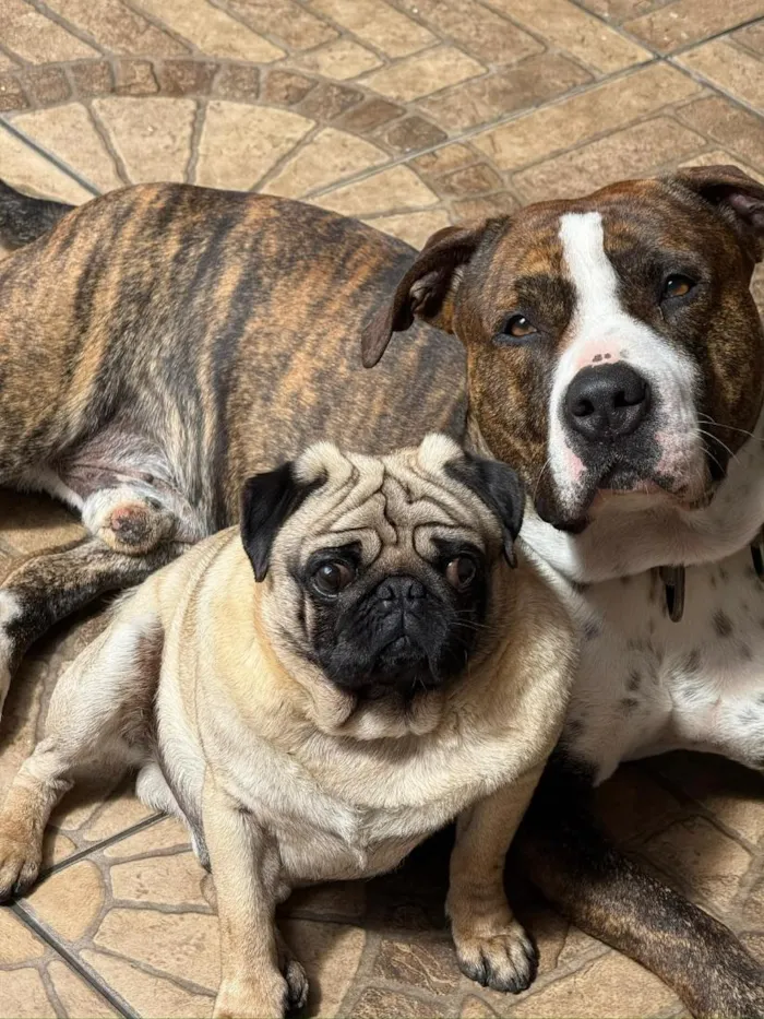 Cachorro raça Pit-Bull e Pug idade 3 anos nome Flaco (PITBULL Amstaf) e Jorge (Pug)