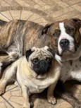 Flaco (PITBULL Amstaf) e Jorge (Pug)