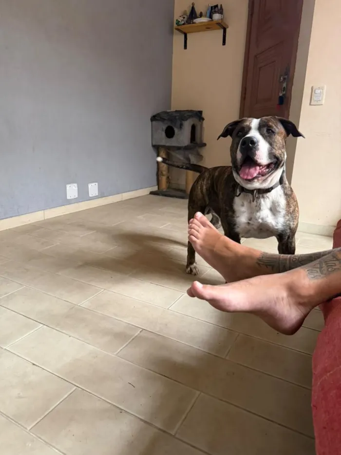 Cachorro raça Pit-Bull e Pug idade 3 anos nome Flaco (PITBULL Amstaf) e Jorge (Pug)