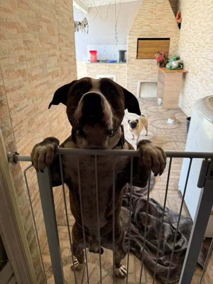 Cachorro raça Pit-Bull e Pug idade 3 anos nome Flaco (PITBULL Amstaf) e Jorge (Pug)