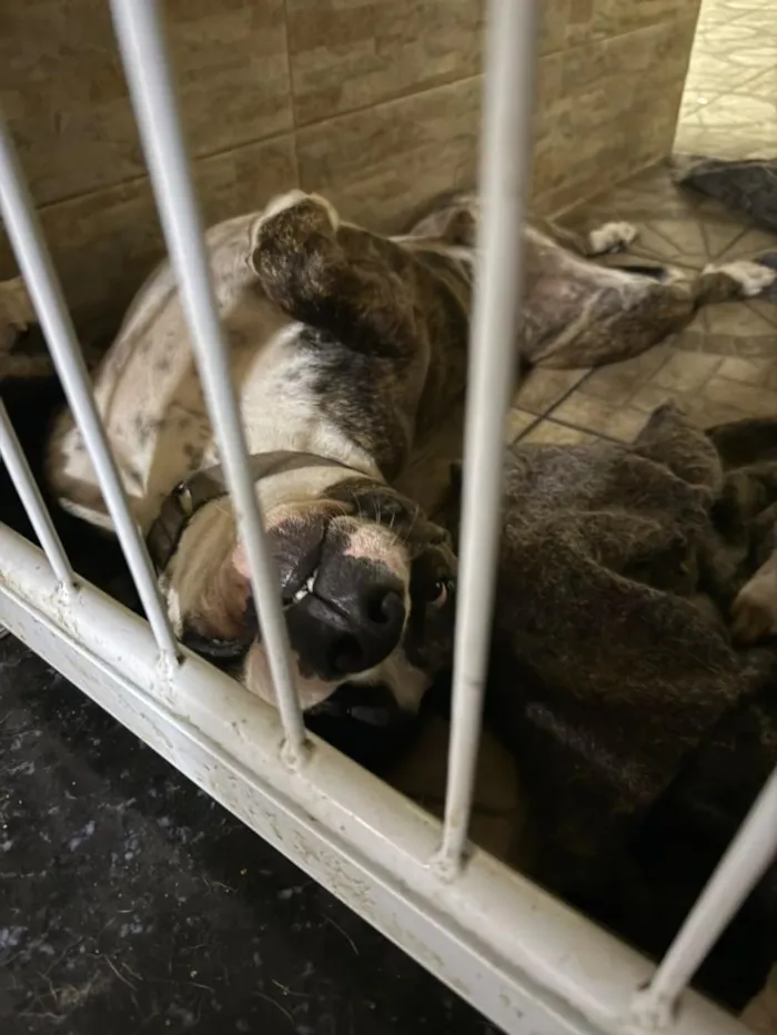 Cachorro raça Pit-Bull e Pug idade 3 anos nome Flaco (PITBULL Amstaf) e Jorge (Pug)
