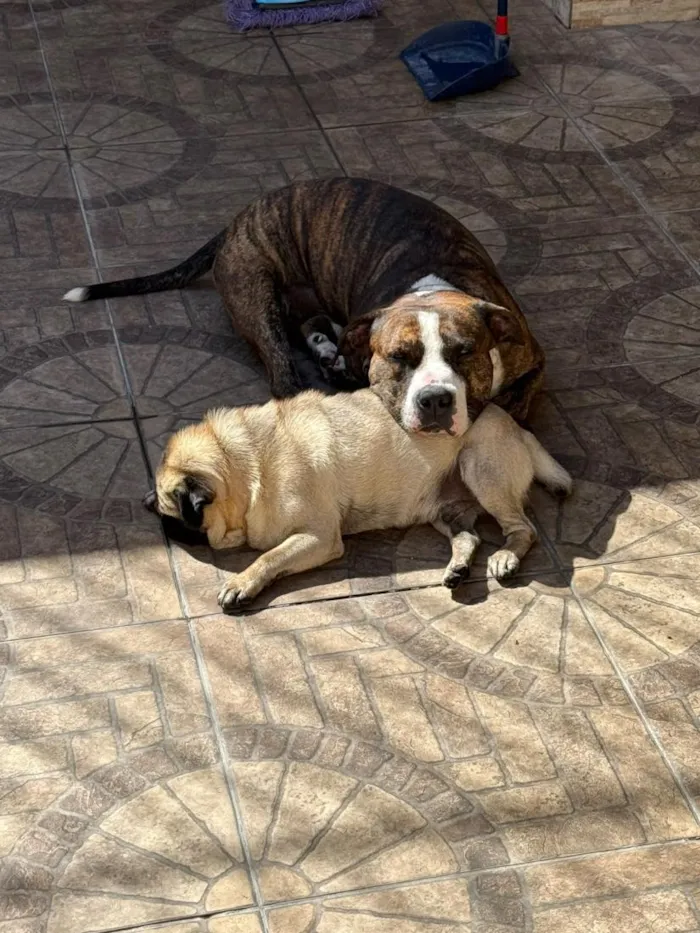 Cachorro raça Pit-Bull e Pug idade 3 anos nome Flaco (PITBULL Amstaf) e Jorge (Pug)