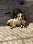 Flaco (PITBULL Amstaf) e Jorge (Pug)