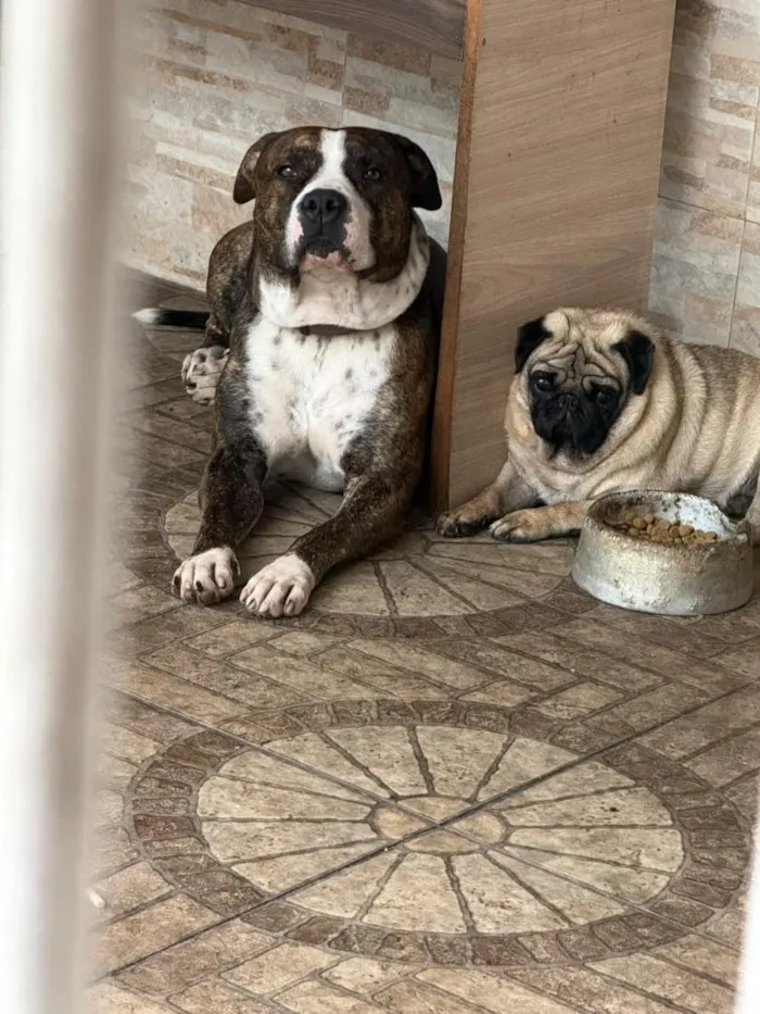 Cachorro raça Pit-Bull e Pug idade 3 anos nome Flaco (PITBULL Amstaf) e Jorge (Pug)