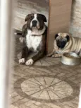 Flaco (PITBULL Amstaf) e Jorge (Pug)