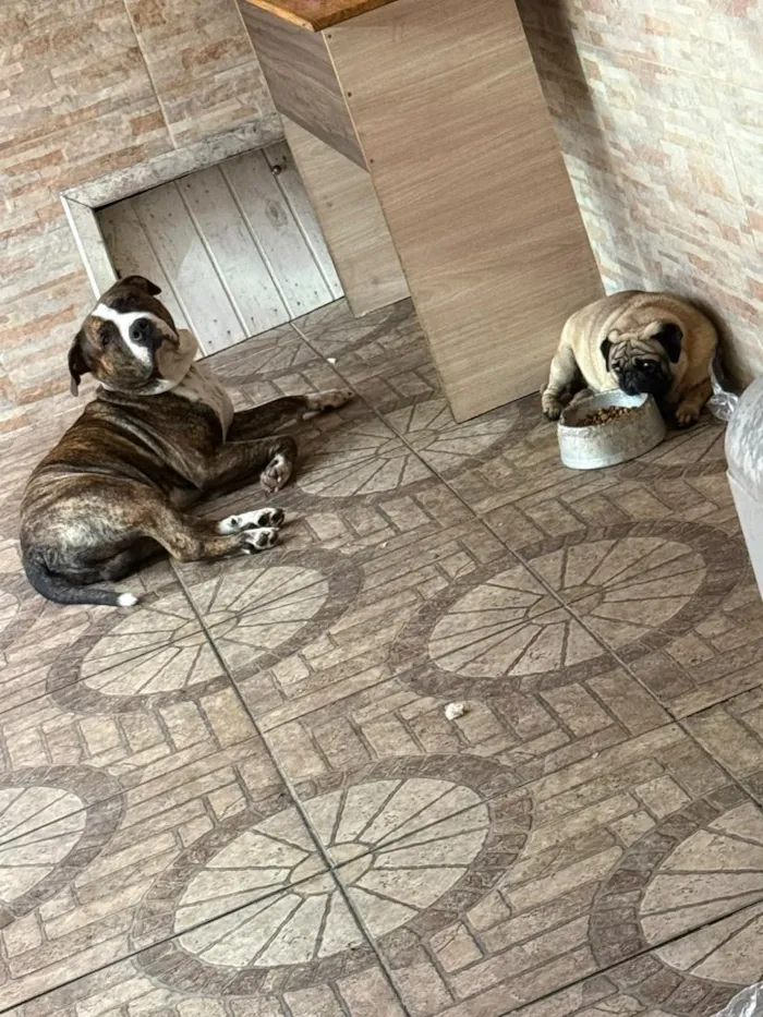 Cachorro raça Pit-Bull e Pug idade 3 anos nome Flaco (PITBULL Amstaf) e Jorge (Pug)