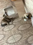 Flaco (PITBULL Amstaf) e Jorge (Pug)