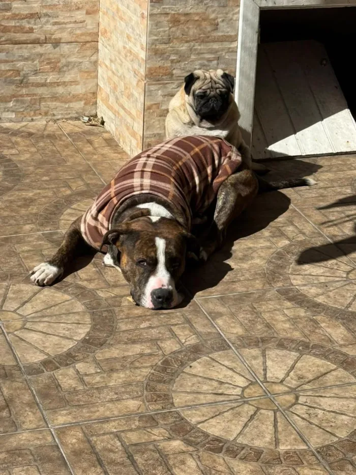 Cachorro raça Pit-Bull e Pug idade 3 anos nome Flaco (PITBULL Amstaf) e Jorge (Pug)