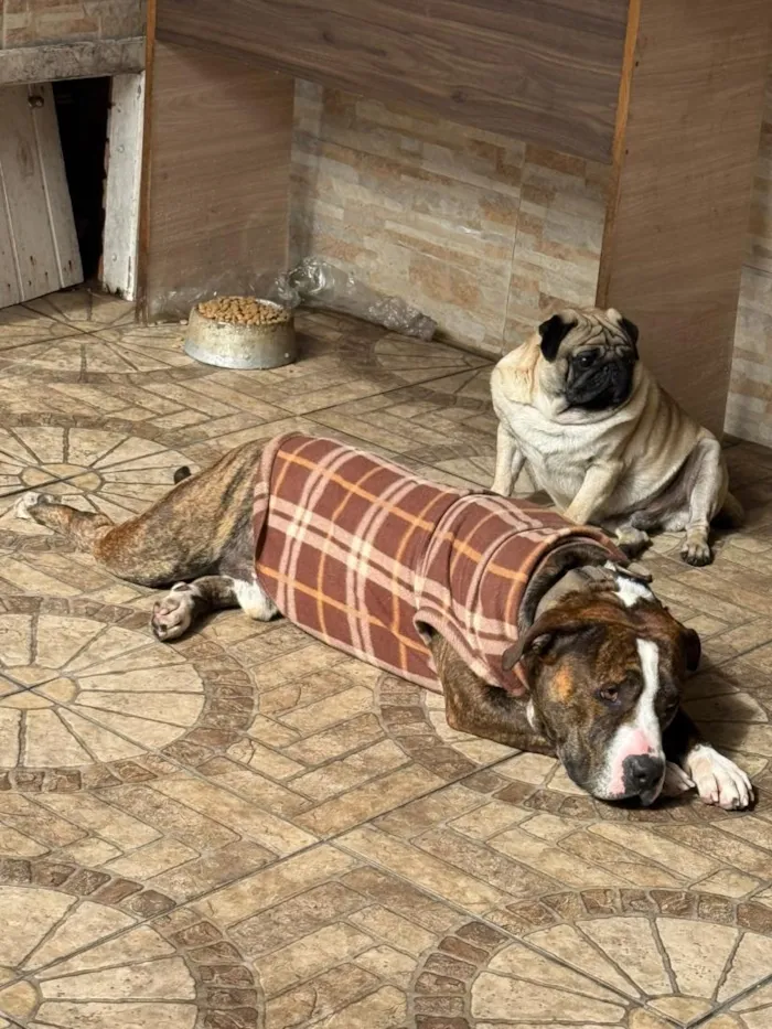 Cachorro raça Pit-Bull e Pug idade 3 anos nome Flaco (PITBULL Amstaf) e Jorge (Pug)