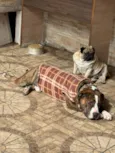 Flaco (PITBULL Amstaf) e Jorge (Pug)