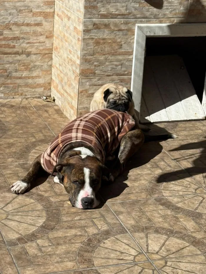 Cachorro raça Pit-Bull e Pug idade 3 anos nome Flaco (PITBULL Amstaf) e Jorge (Pug)