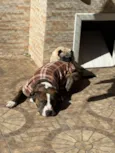 Flaco (PITBULL Amstaf) e Jorge (Pug)