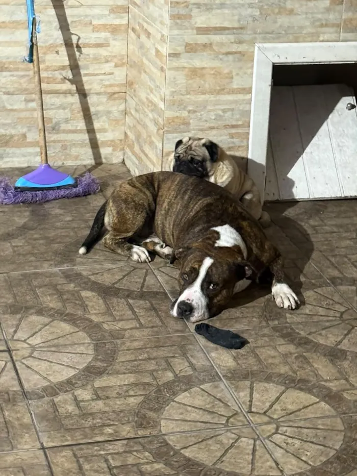 Cachorro raça Pit-Bull e Pug idade 3 anos nome Flaco (PITBULL Amstaf) e Jorge (Pug)