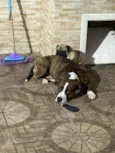 Flaco (PITBULL Amstaf) e Jorge (Pug)