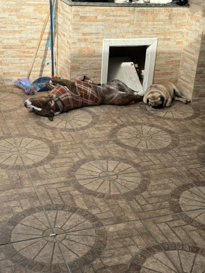 Cachorro raça Pit-Bull e Pug idade 3 anos nome Flaco (PITBULL Amstaf) e Jorge (Pug)