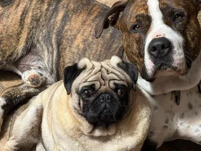 Cachorro raça Pit-Bull idade 3 anos nome Flaco