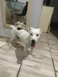 Bartô